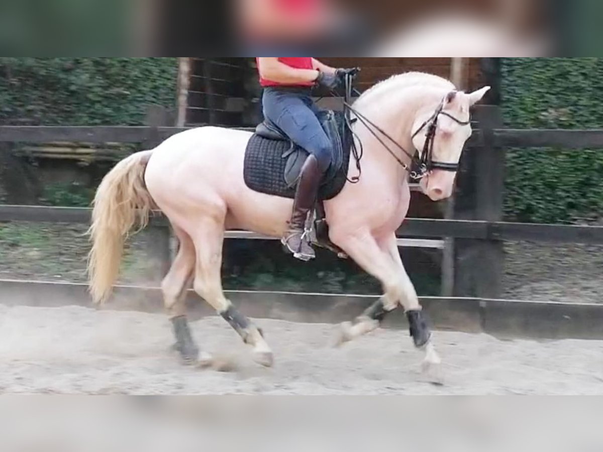 Lusitano Stallion 7 years 15,2 hh Perlino in NAVAS DEL MADRONO