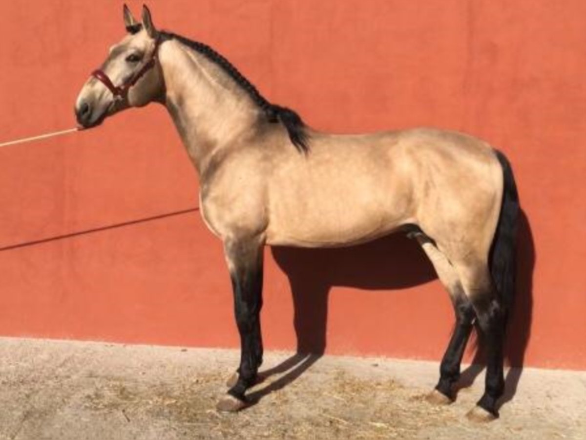 Lusitano Stallion 7 years 16,2 hh Dun in Madrid