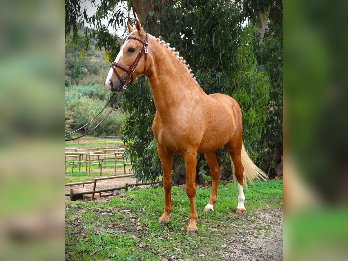 Lusitano Stallion 7 years 16 hh Palomino in Ribamar