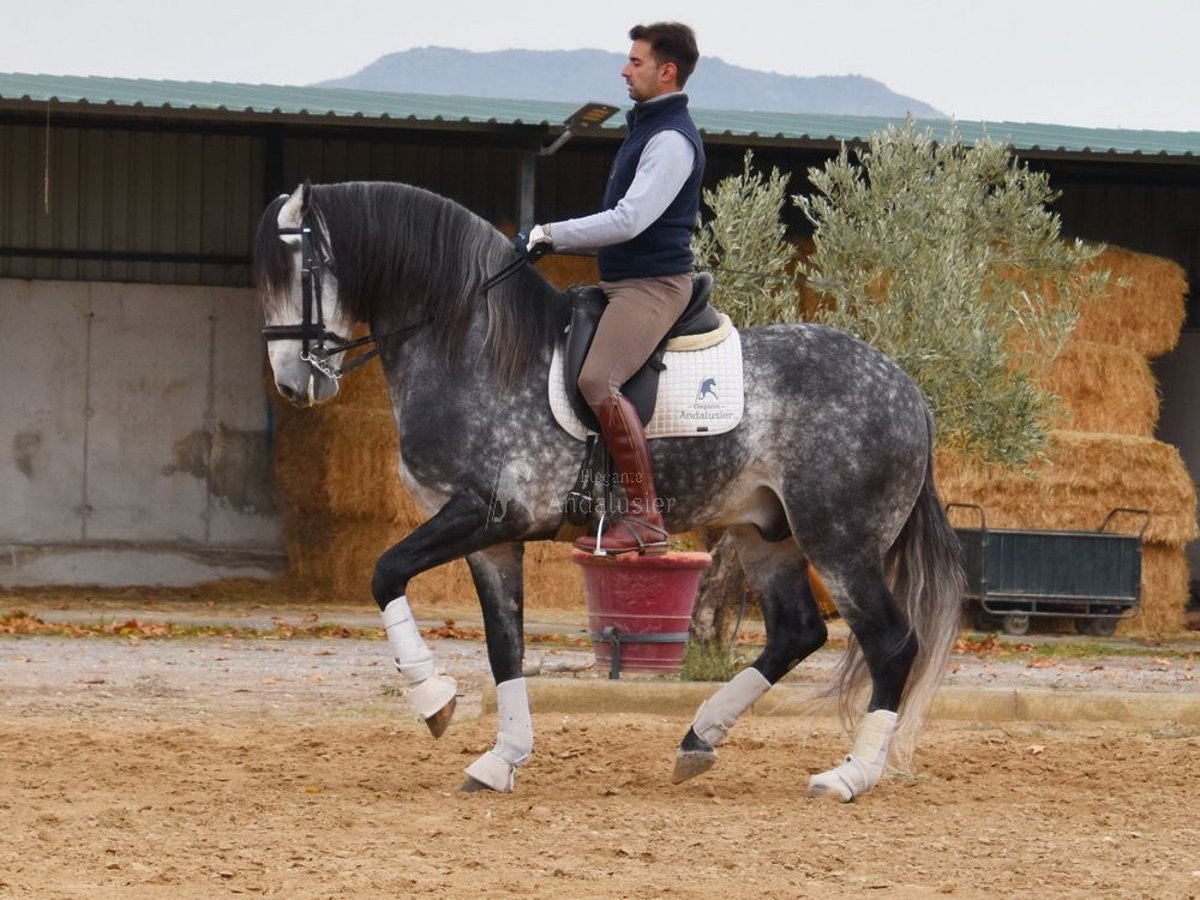 Lusitano Stallion 7 years 16,1 hh Grey in Provinz Granada
