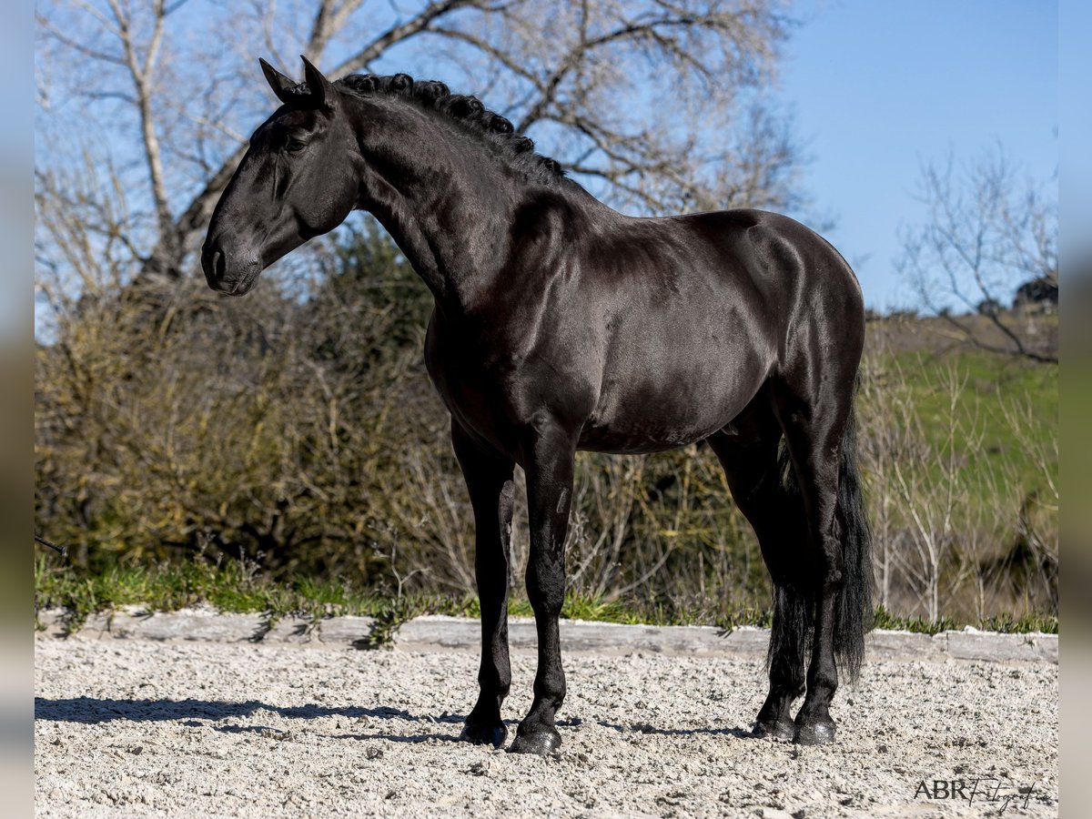 Lusitano Stallion 7 years 16,2 hh Black in cartaxo