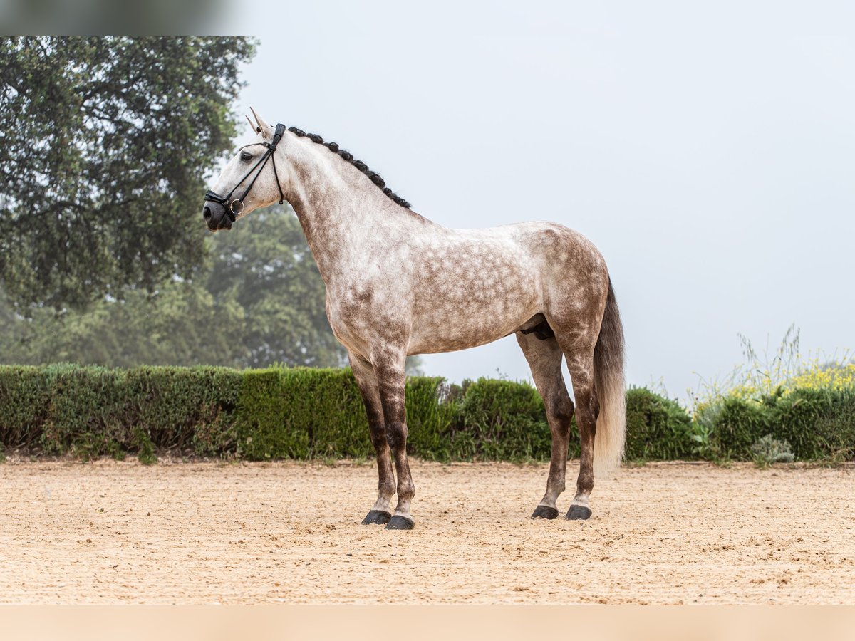 Lusitano Stallion 8 years 16,2 hh Gray-Red-Tan in Jerez De La Frontera