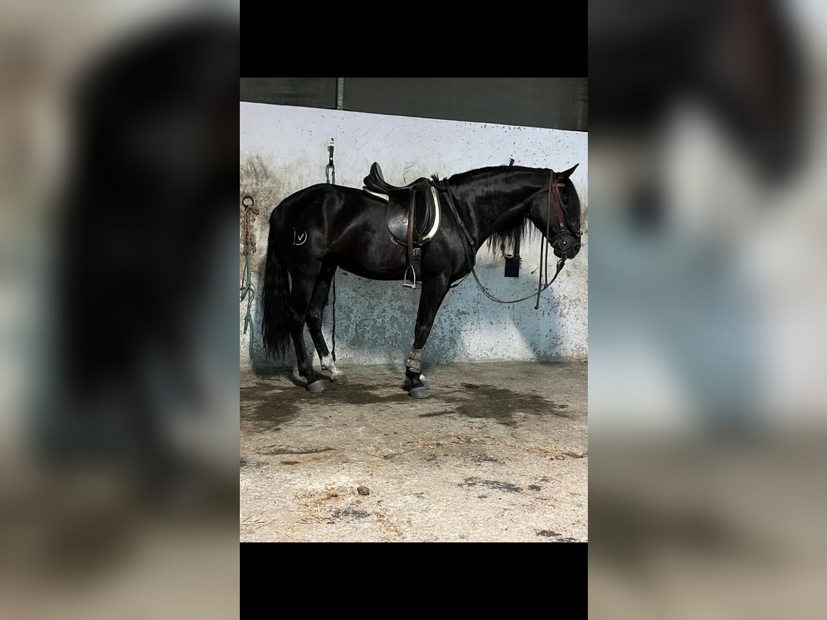 Lusitano Stallion 9 years 15,2 hh Black in Arevalo