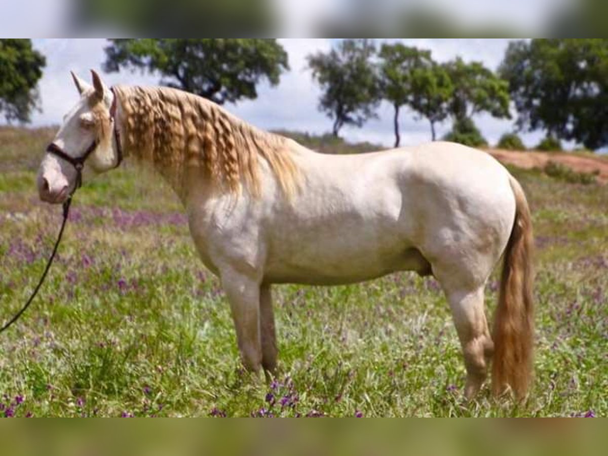 Lusitano Stallion 9 years 16,1 hh in Segurilla