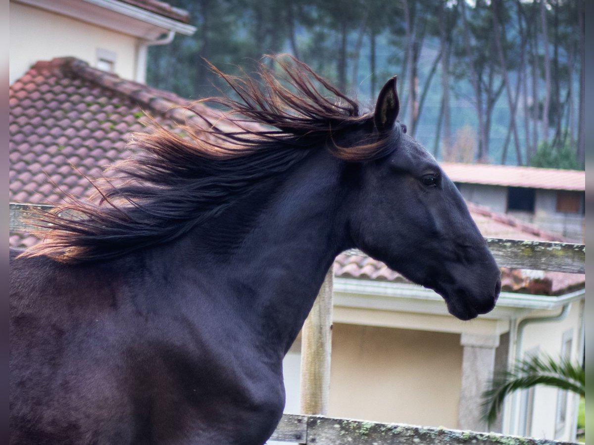 Lusitano Stallion Black in Vila Real