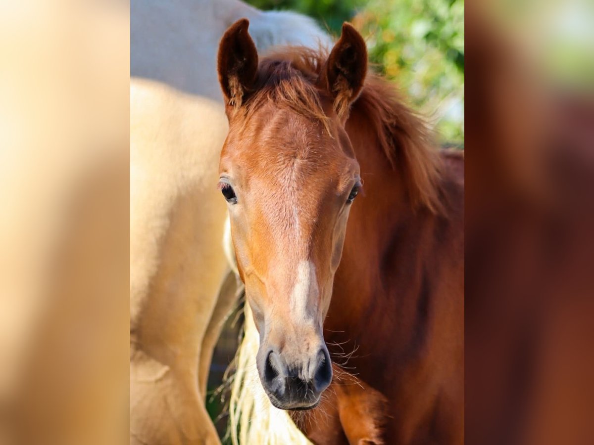 Lusitano Mix Stallion Foal (05/2025) 15,2 hh Chestnut-Red in Zettemin