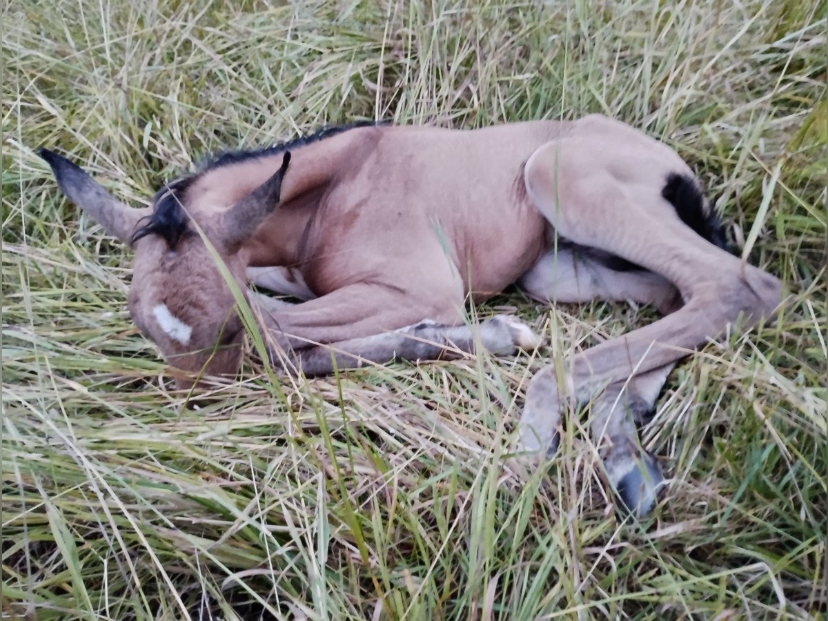 Lusitano Mix Stallion Foal (07/2025) 15,2 hh Dun in Menslage