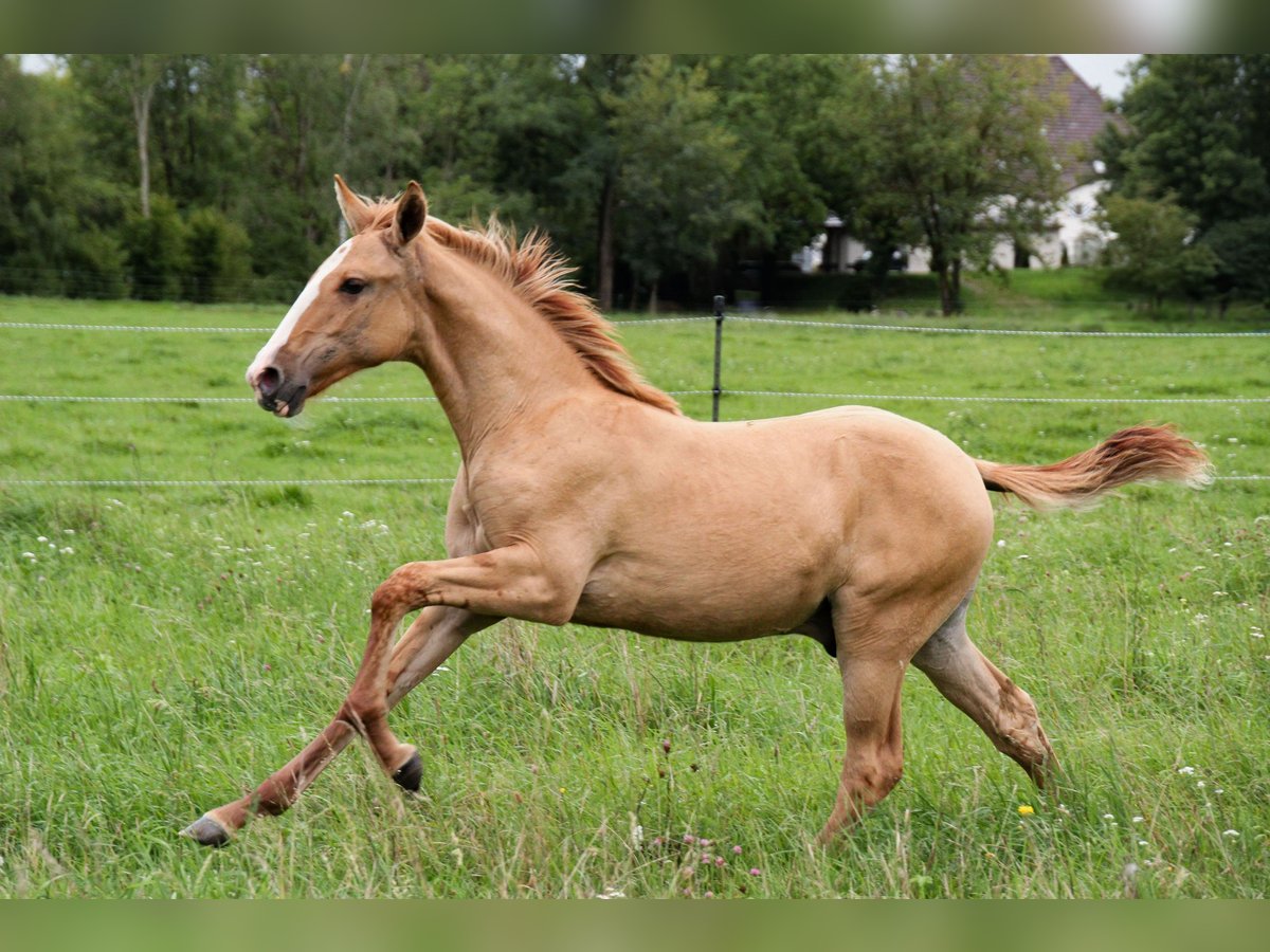 Lusitano Stallion Foal (03/2025) 15,2 hh Red Dun in Fuchstal