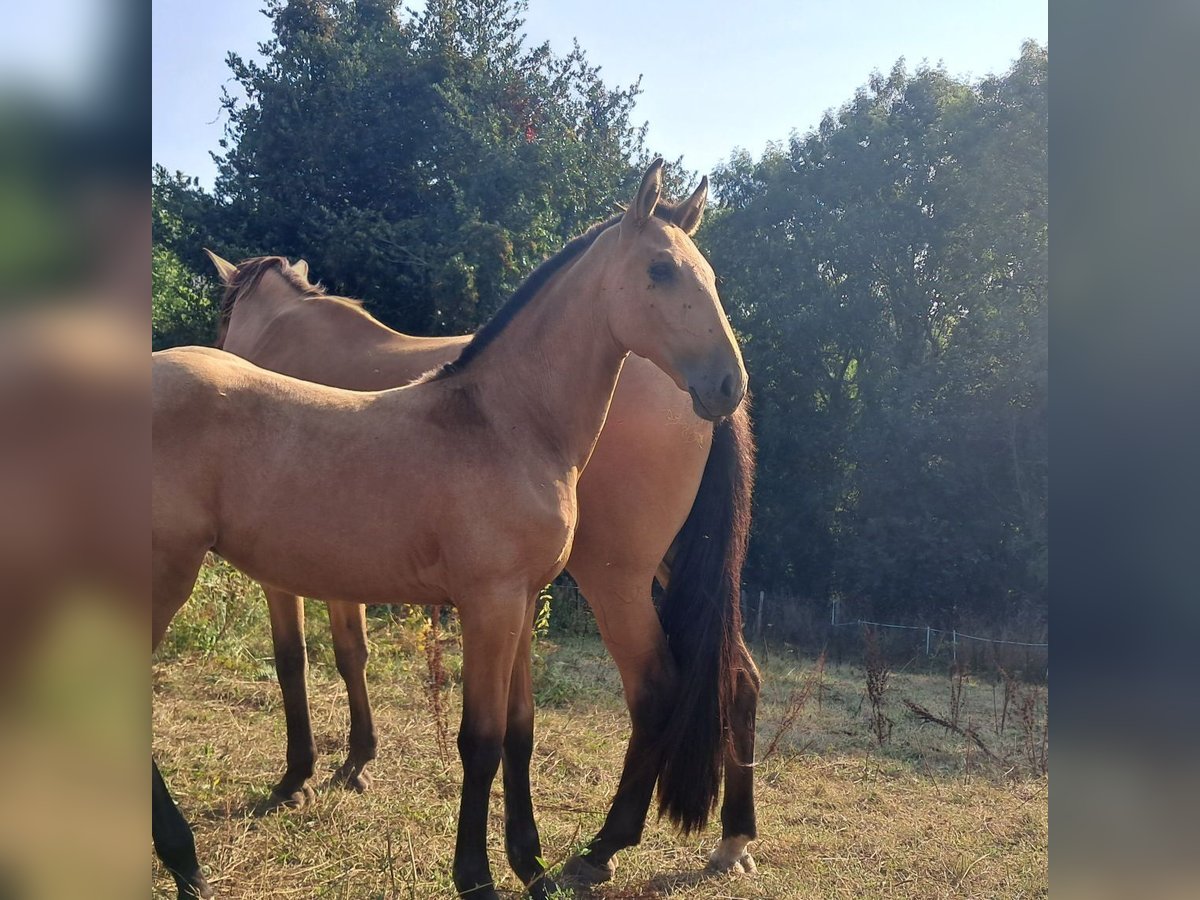 Lusitano Stallion Foal (04/2025) 17 hh Dun in Pleyben