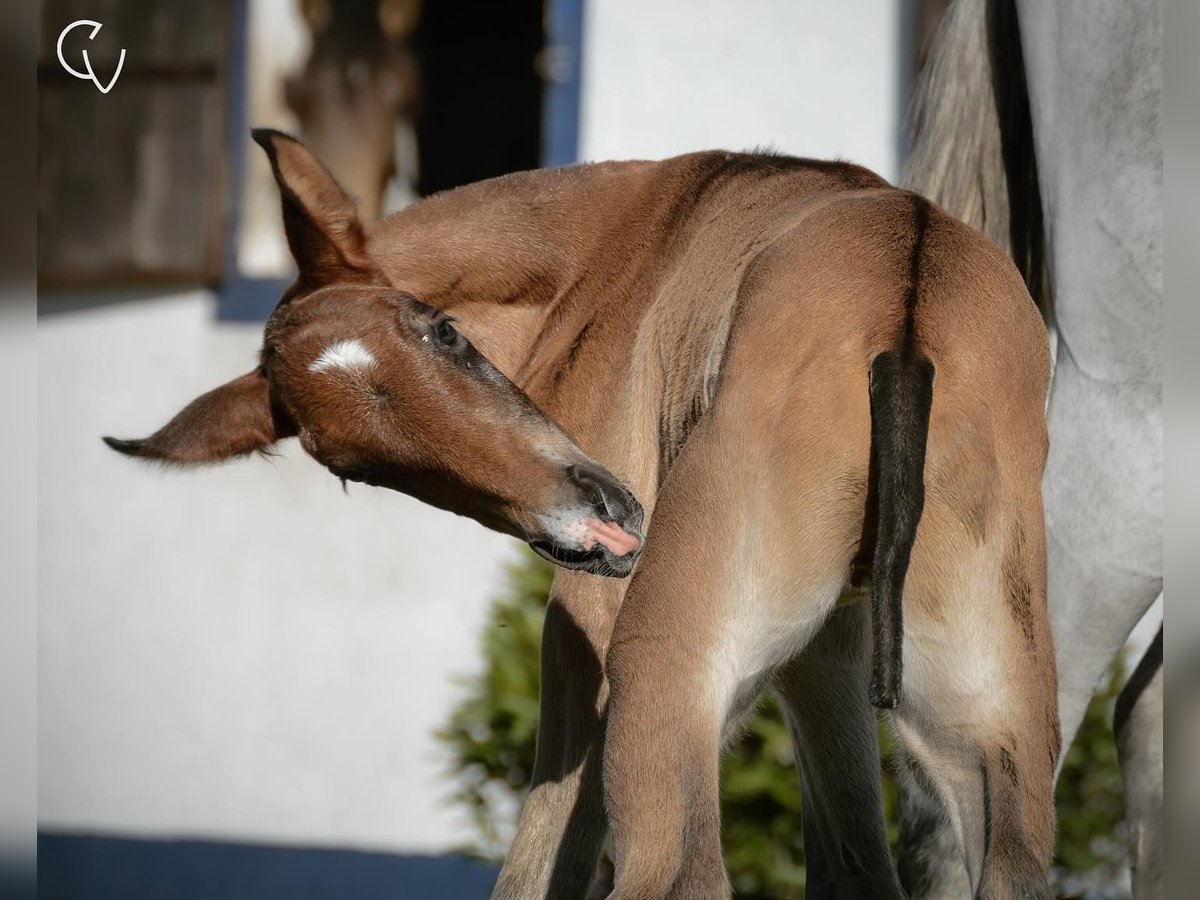 Lusitano Stallion Foal (01/2024) Brown in Agua Derramada