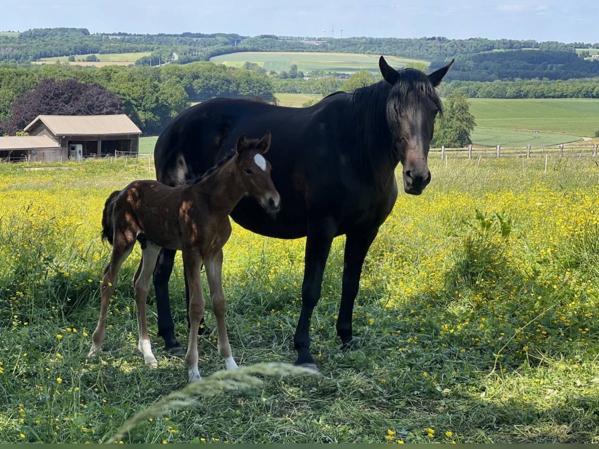 Lusitano Stallion Foal (01/2025) in Groningen