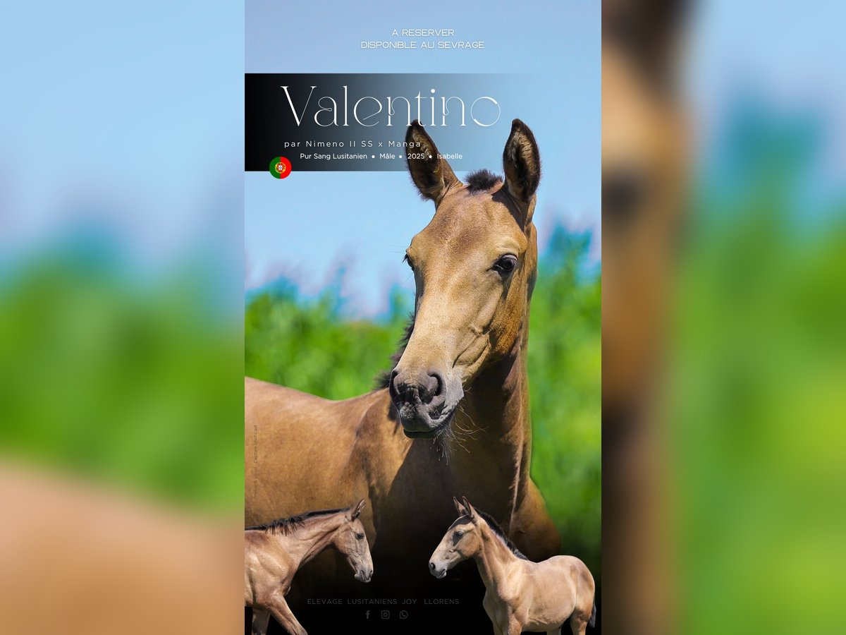 Lusitano Stallion Foal (04/2025) Dun in Arles Lusitano Stallion Foal (04/2025) Dun in Arles