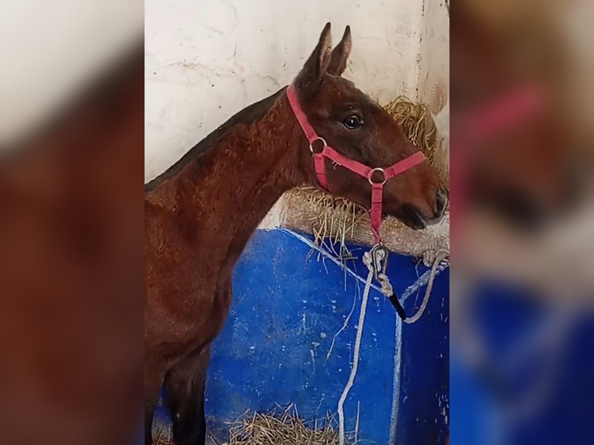 Lusitano Stallion  Gray in Las Piñas