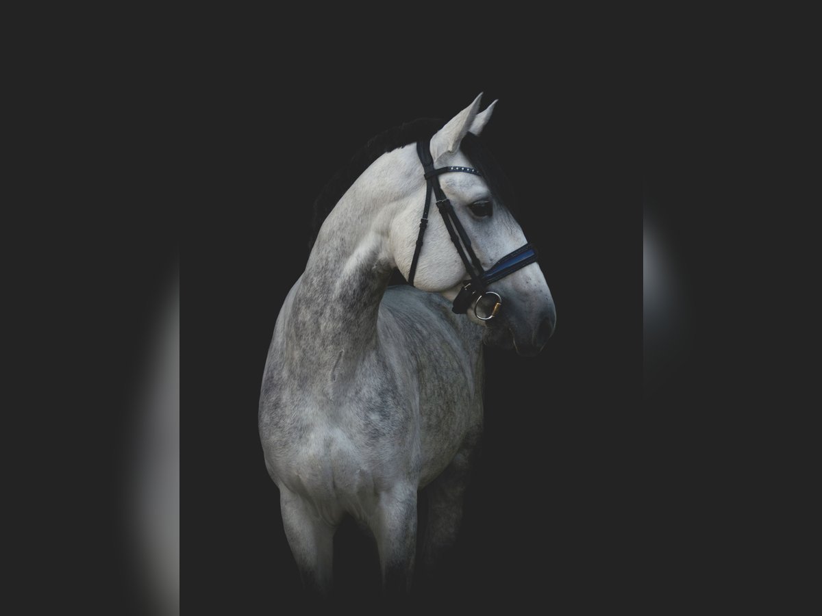 Lusitano Stallone 10 Anni 158 cm Grigio in Hoeven Lusitano Stallone 10 Anni 158 cm Grigio in Hoeven