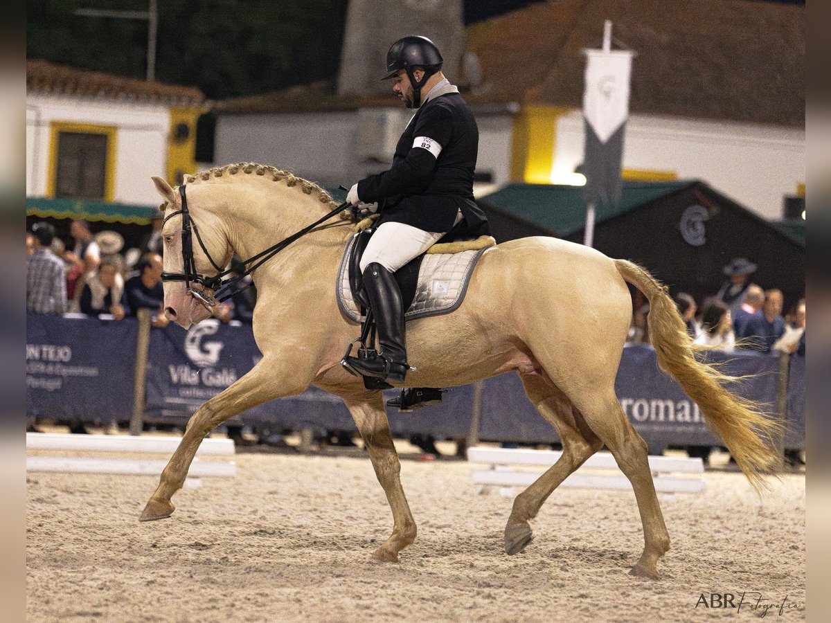 Lusitano Stallone 10 Anni 169 cm Cremello in Trofa
