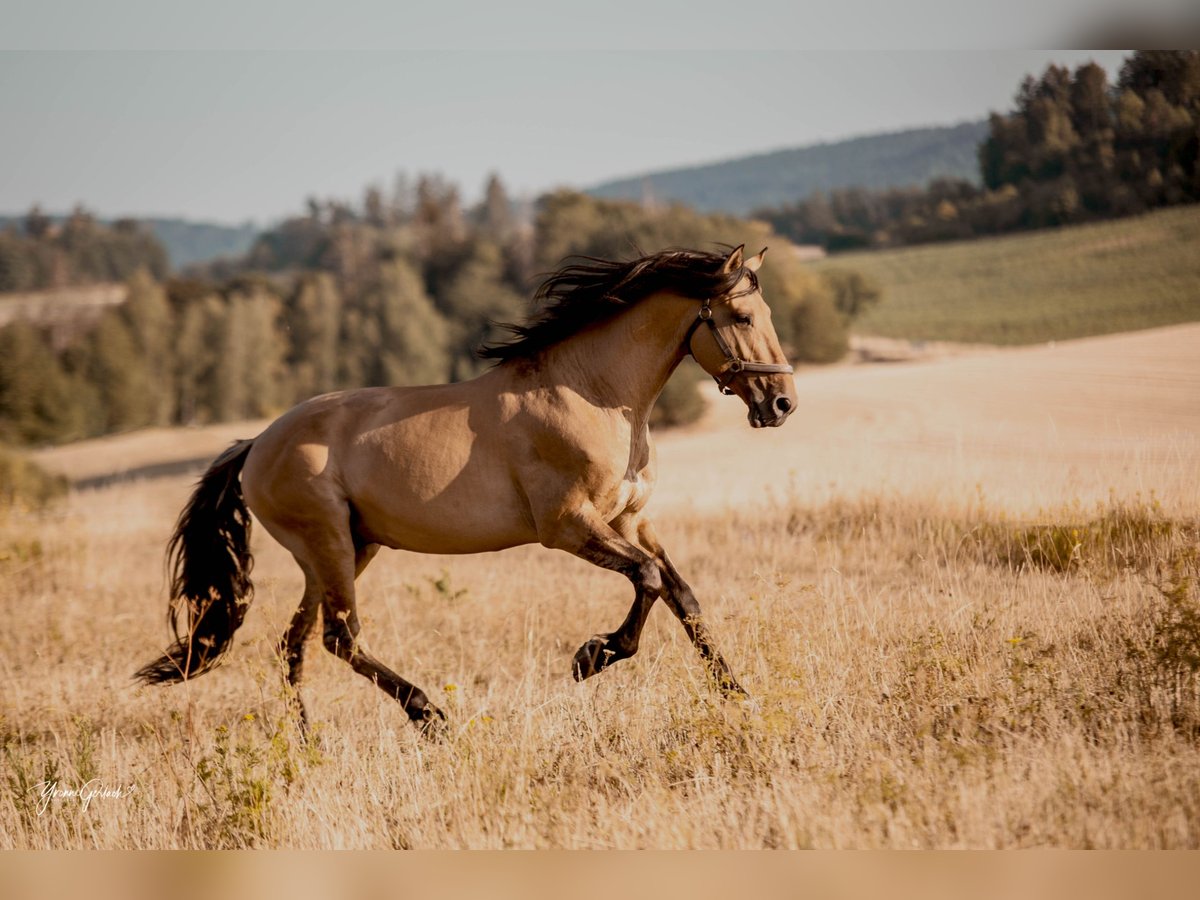 Lusitano Stallone 11 Anni 164 cm Falbo in Schleusingen