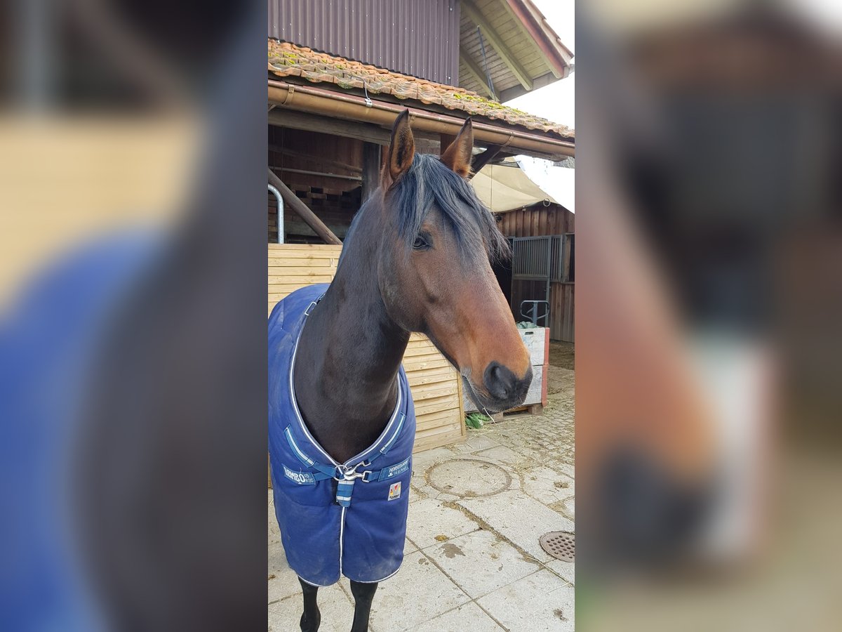 Lusitano Stallone 15 Anni 156 cm Baio scuro in Bermatingen