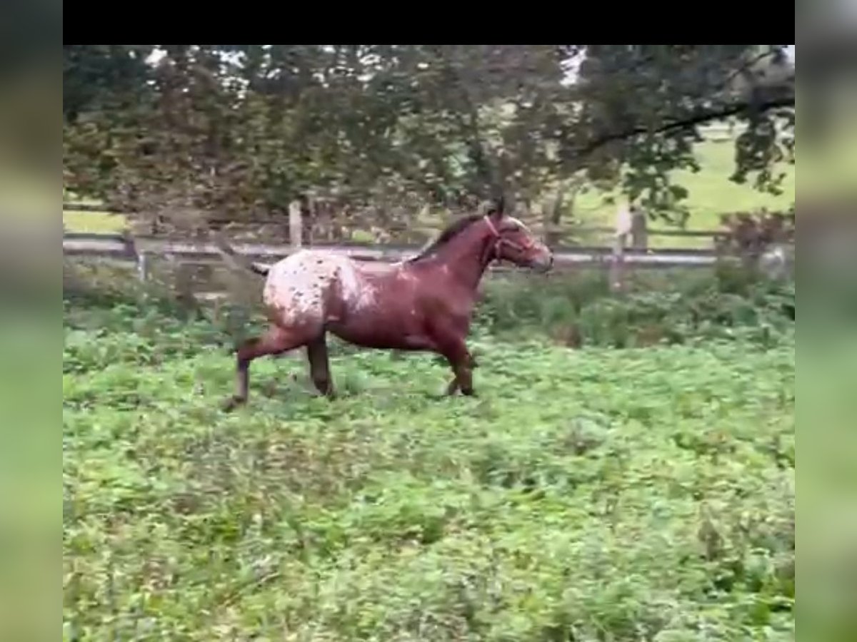 Lusitano Mix Stallone 2 Anni 150 cm Pezzato in Pilas