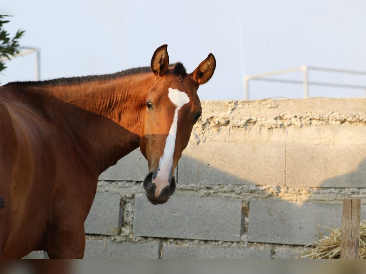 Lusitano Stallone 2 Anni 158 cm Baio in Rio Maior