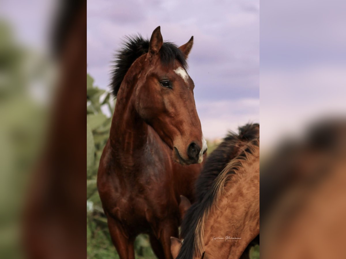 Lusitano Stallone 2 Anni 163 cm Baio in Rio Maior