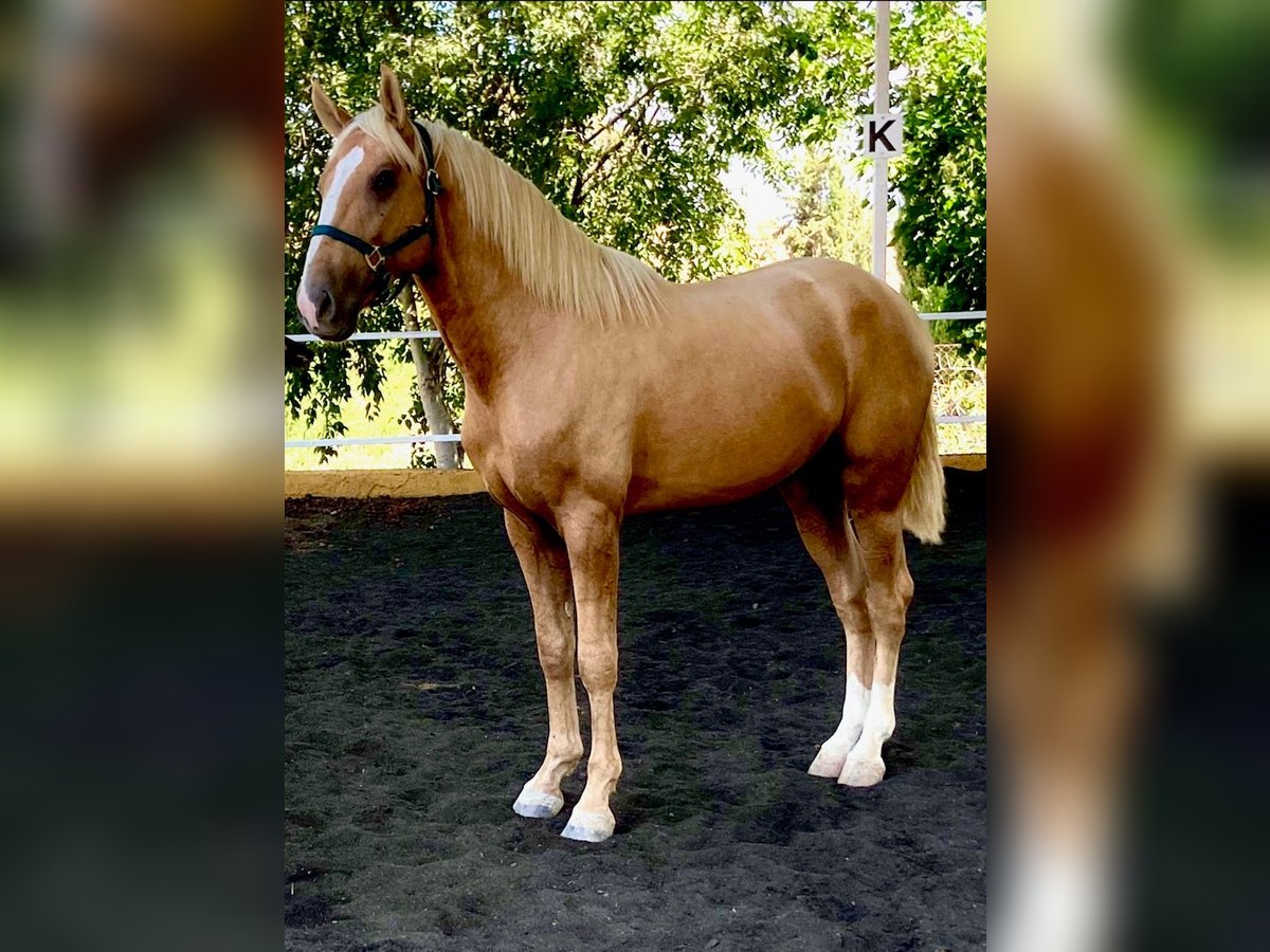 Lusitano Mix Stallone 2 Anni 164 cm Pearl in Torremolinos