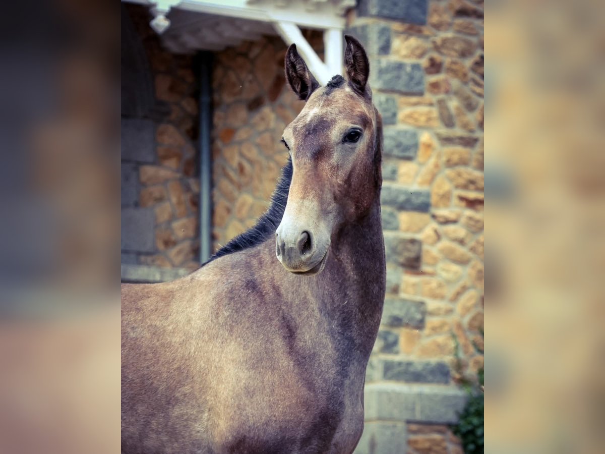 Lusitano Stallone 2 Anni Grigio in Plerneuf