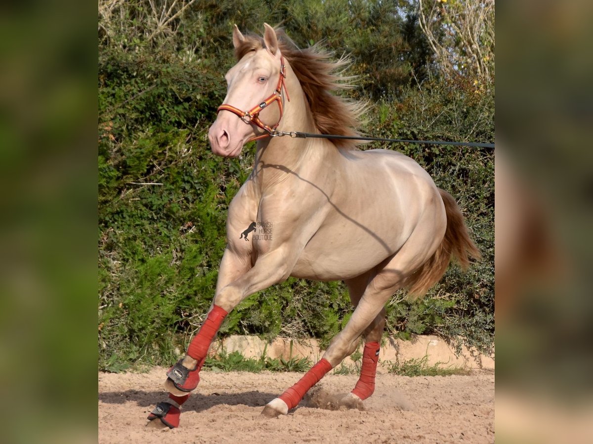 Lusitano Stallone 3 Anni 159 cm Cremello in Mallorca