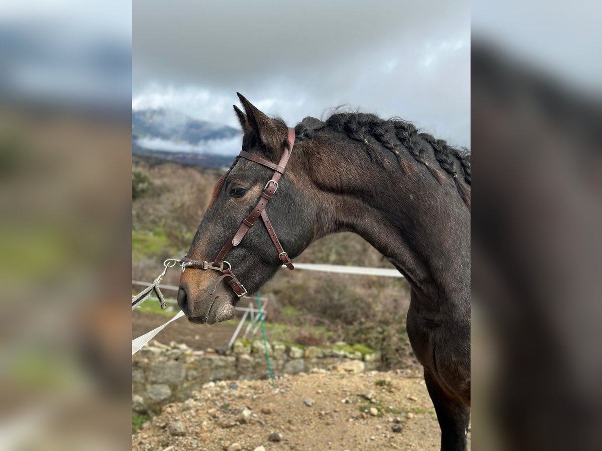 Lusitano Stallone 3 Anni 159 cm Grigio rossastro in Bilbao