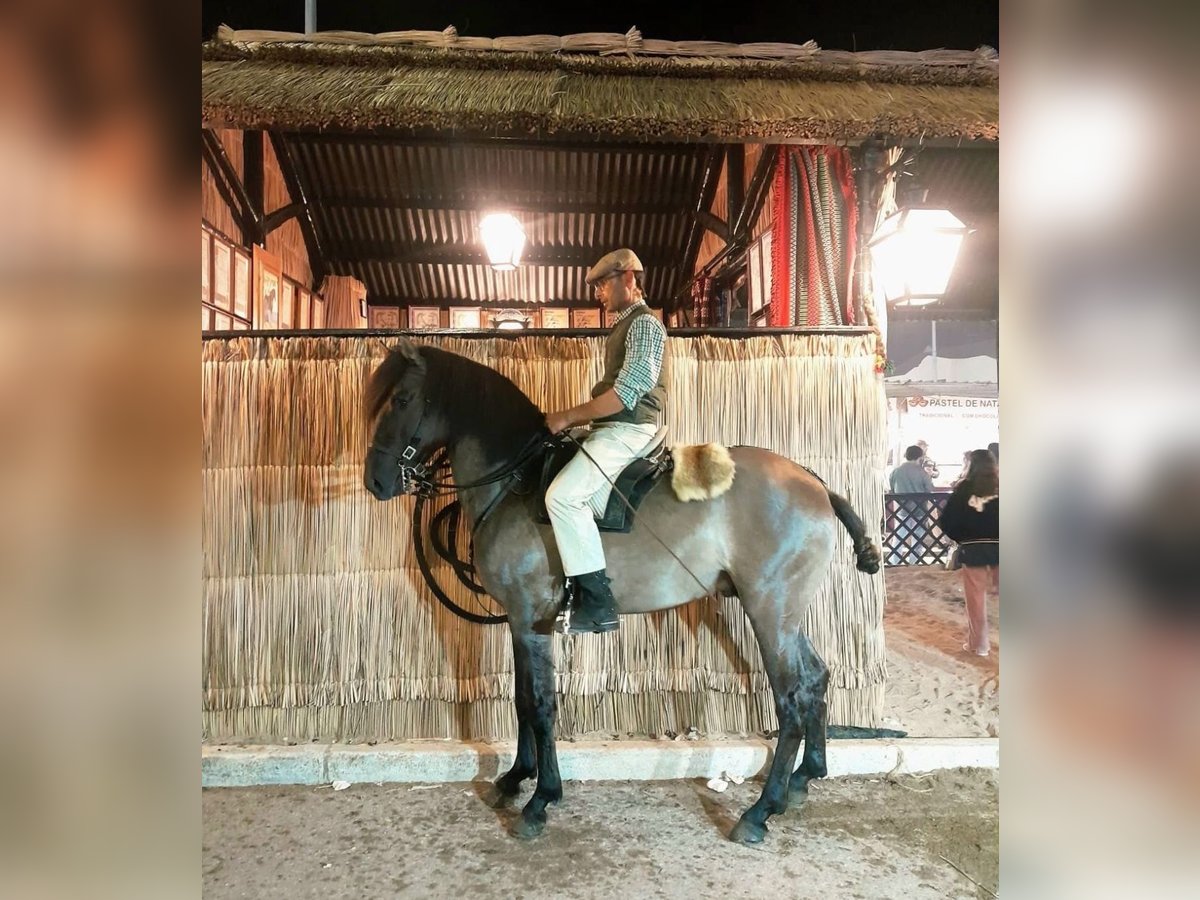 Lusitano Mix Stallone 3 Anni 160 cm Grullo in Rio-Maior