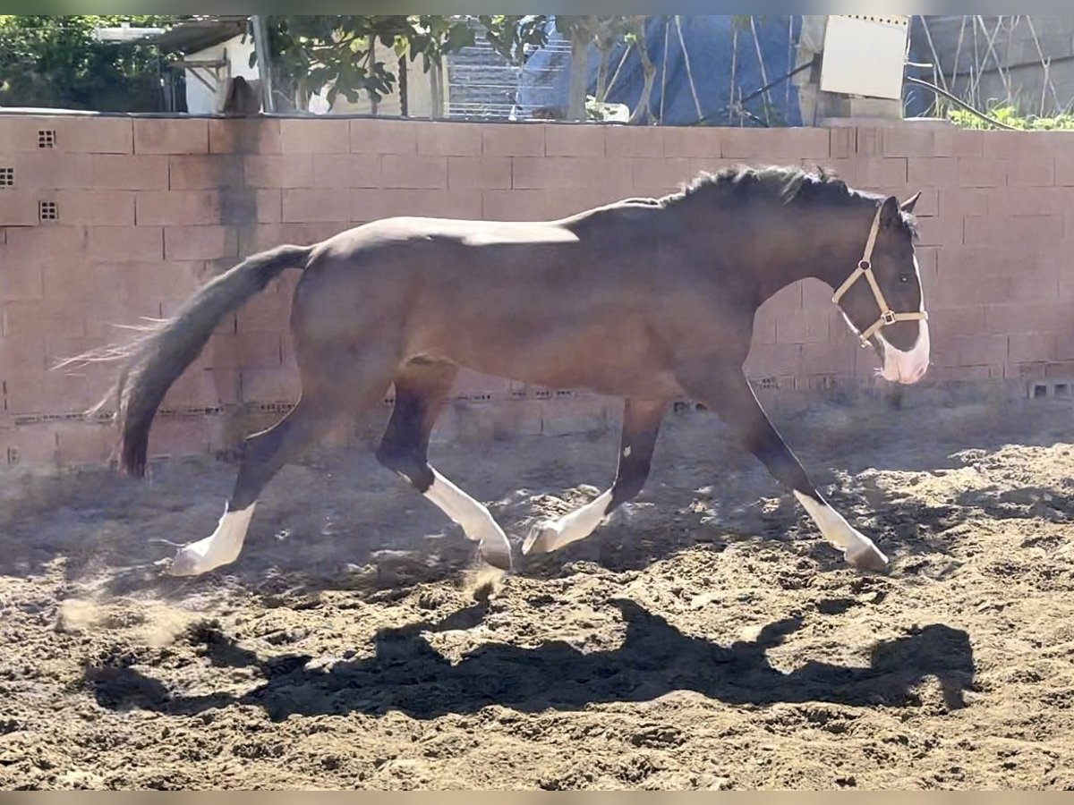 Lusitano Mix Stallone 3 Anni 162 cm Baio ciliegia in Mijas