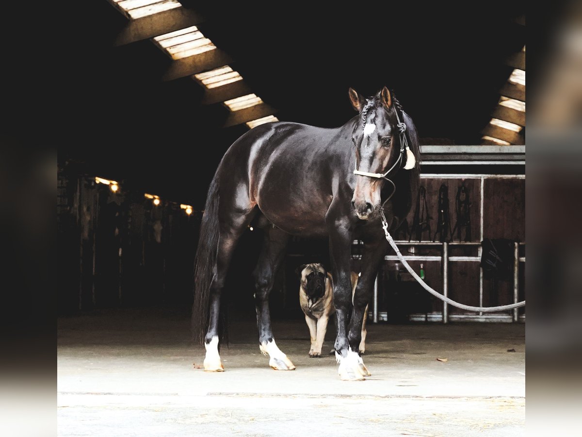 Lusitano Mix Stallone 3 Anni 162 cm Baio scuro in Heuvelland