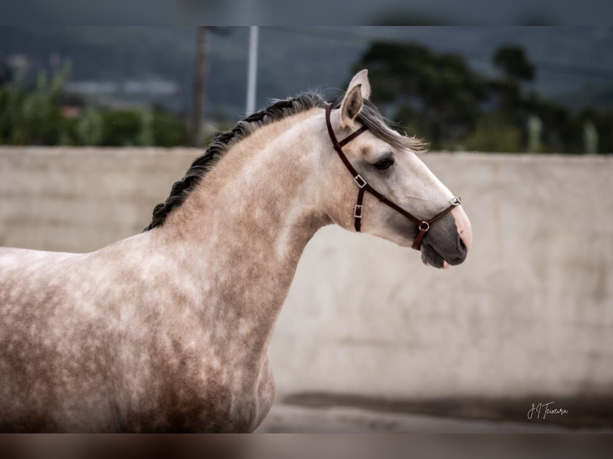 Lusitano Stallone 3 Anni 162 cm Grigio in Rio Maior