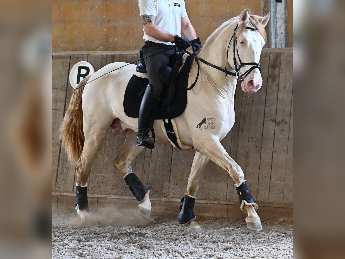 Lusitano Stallone 4 Anni 159 cm Cremello in Mallorca