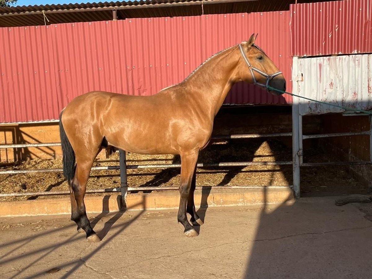 Lusitano Stallone 4 Anni 163 cm Baio ciliegia in Extramadura