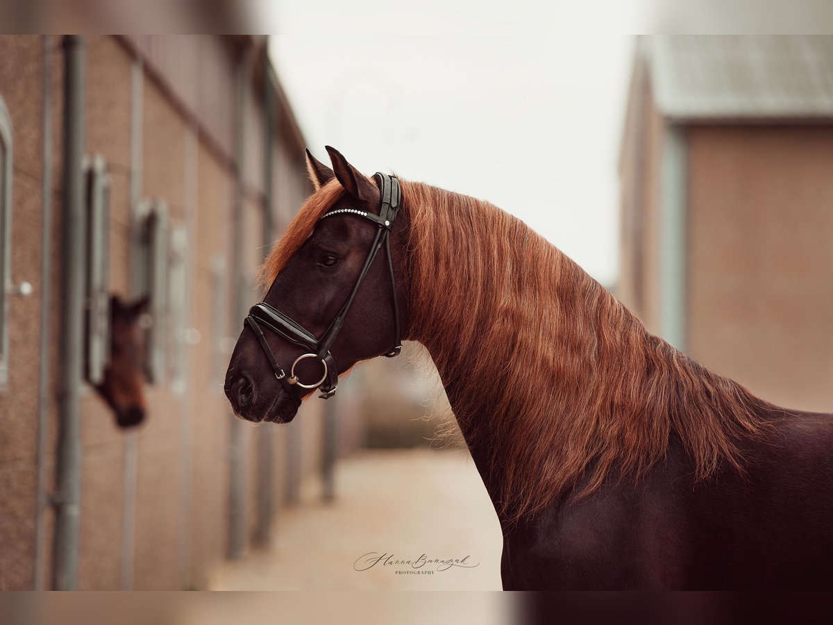 Lusitano Mix Stallone 5 Anni 162 cm Sauro scuro in Perl