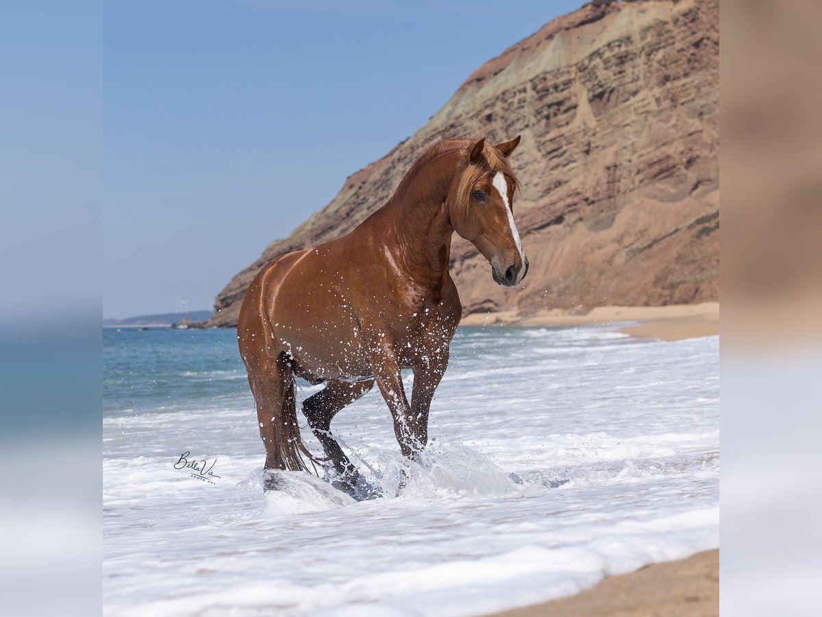 Lusitano Stallone 5 Anni 162 cm Sauro in Rio Maior