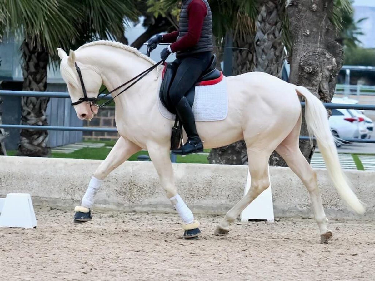 Lusitano Stallone 5 Anni 165 cm Bianco in Navas Del Madroño