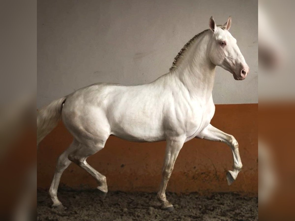 Lusitano Stallone 6 Anni 158 cm Perlino in Bredene