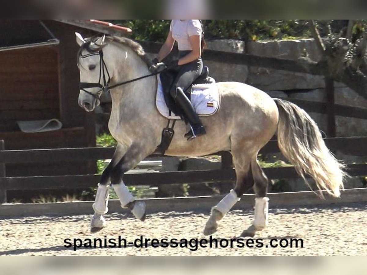 Lusitano Stallone 6 Anni 162 cm Grigio in Barcelona