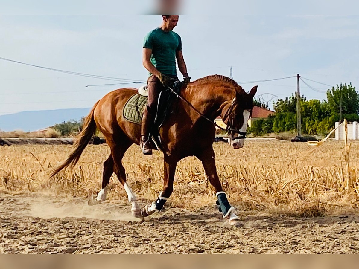 Lusitano Stallone 6 Anni 164 cm Sauro in Talarrubias