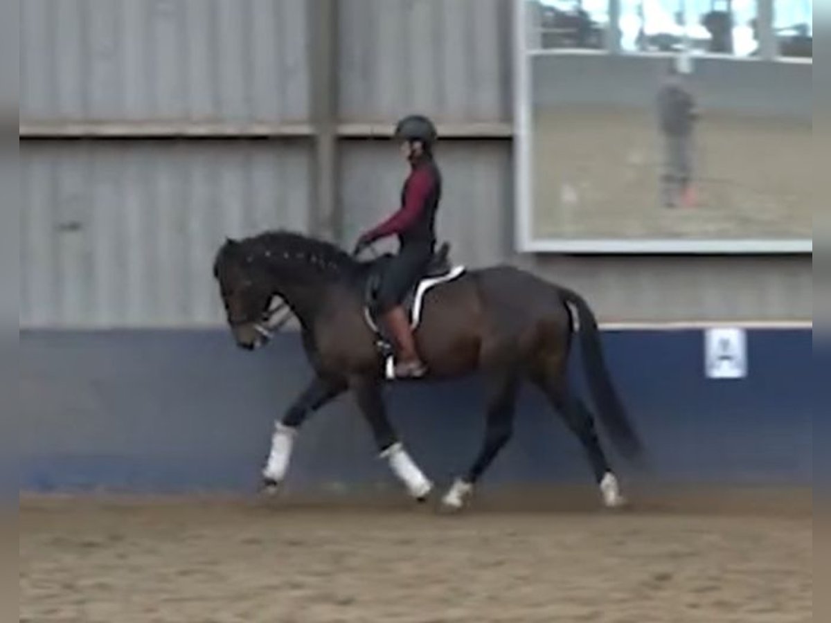 Lusitano Stallone 7 Anni 163 cm Baio scuro in s-Gravenhage