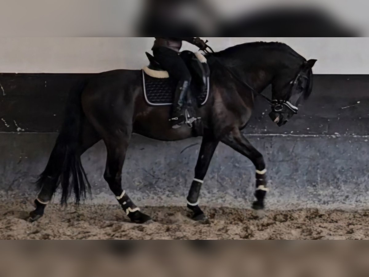Lusitano Stallone 7 Anni 169 cm Morello in cartaxo Lusitano Stallone 7 Anni 169 cm Morello in cartaxo