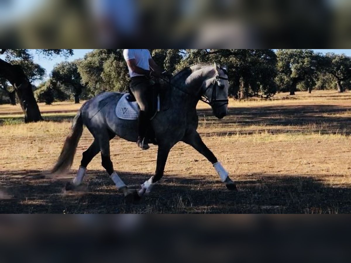 Lusitano Stallone 8 Anni 163 cm Grigio in MadridMadrid