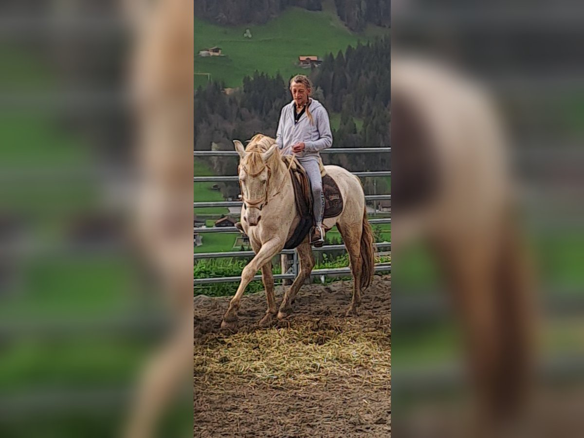 Lusitano Mix Stallone 8 Anni 163 cm Perlino in Frutigen