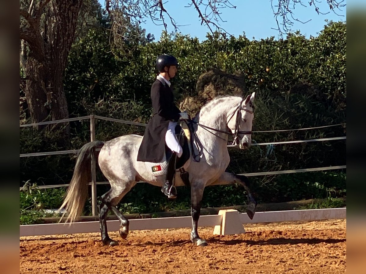 Lusitano Stallone 9 Anni 161 cm Grigio in Pera