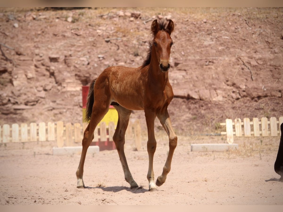 Lusitano Mix Stallone  160 cm Baio in Valencia