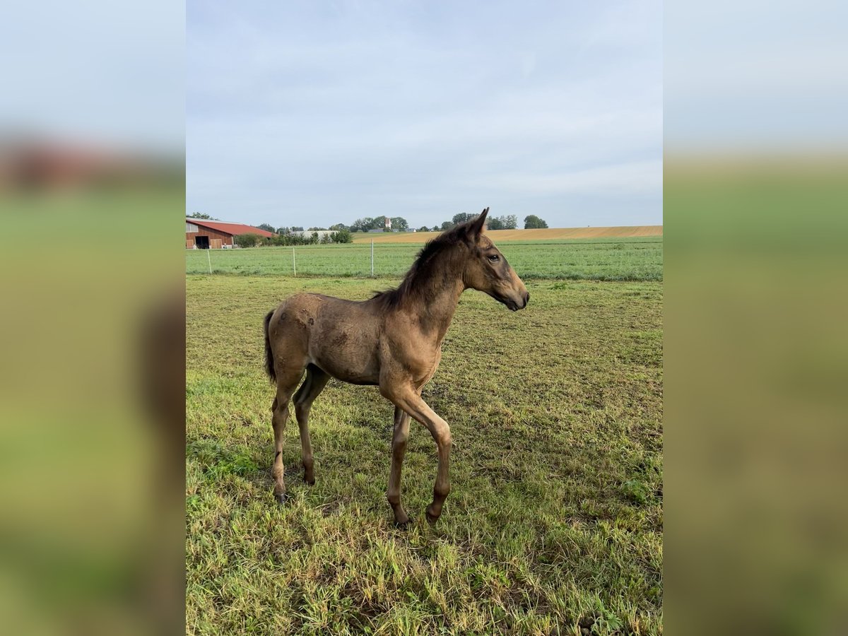 Lusitano Stallone Puledri (05/2024) 162 cm Pelle di daino in Egenhofenenh