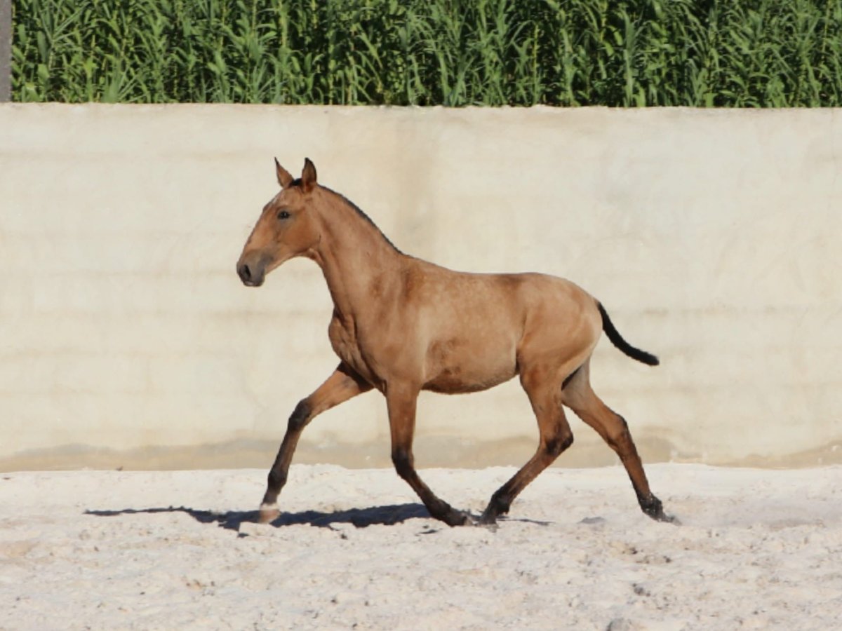 Lusitano Stallone Puledri (03/2024) 163 cm Pelle di daino in Rio-Maior