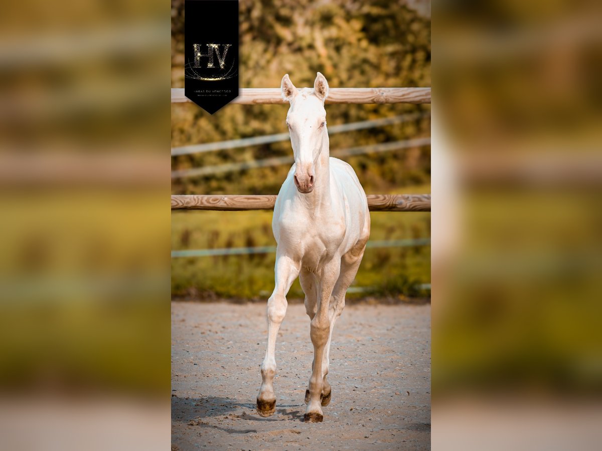 Lusitano Stallone Puledri (05/2025) Cremello in Marly-sous-Issy Lusitano Stallone Puledri (05/2025) Cremello in Marly-sous-Issy