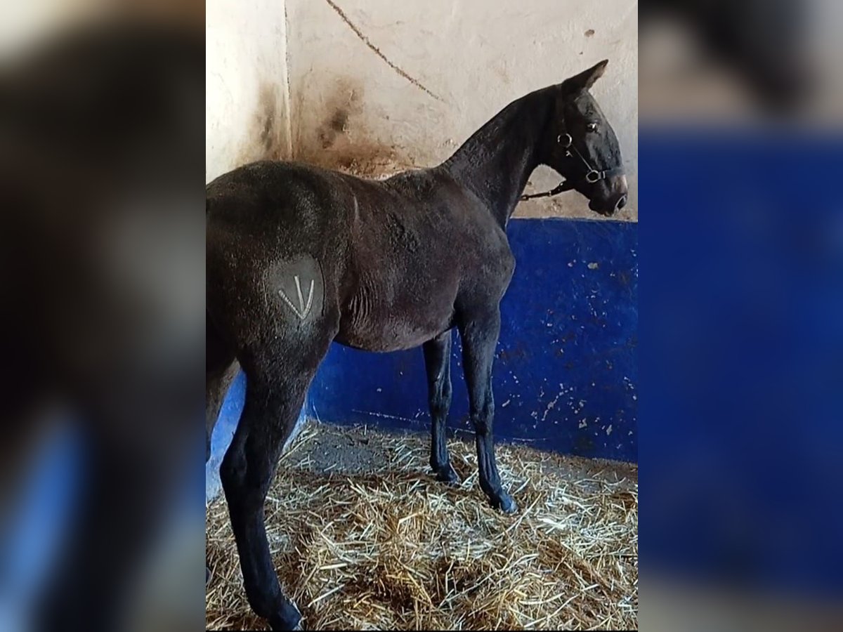 Lusitano Stallone  Grigio in Las Piñas